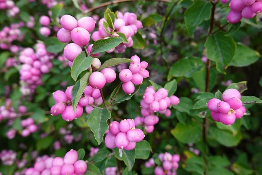 Amazon.com : 30 Coralberry Bush Seeds for Planting - Indian